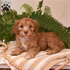 Tucker, Cavapoo Puppy